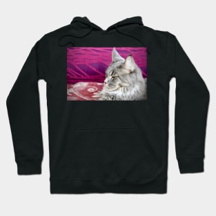 Maine Coon / Swiss Artwork Photography Hoodie